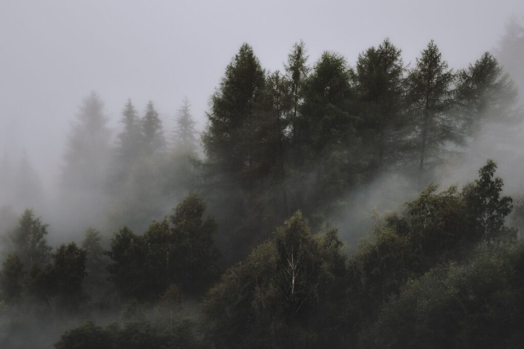 Mist drifting through a dense coniferous forest